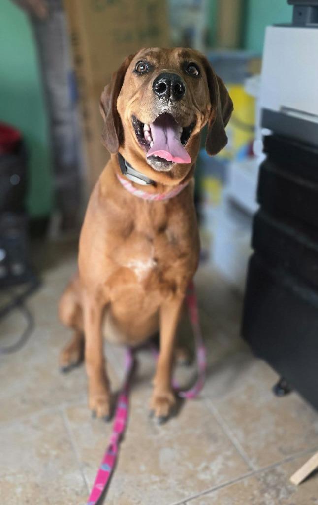 Enlarge Roo, a Adoptable mixed breed in Ashland, WI image 1/6