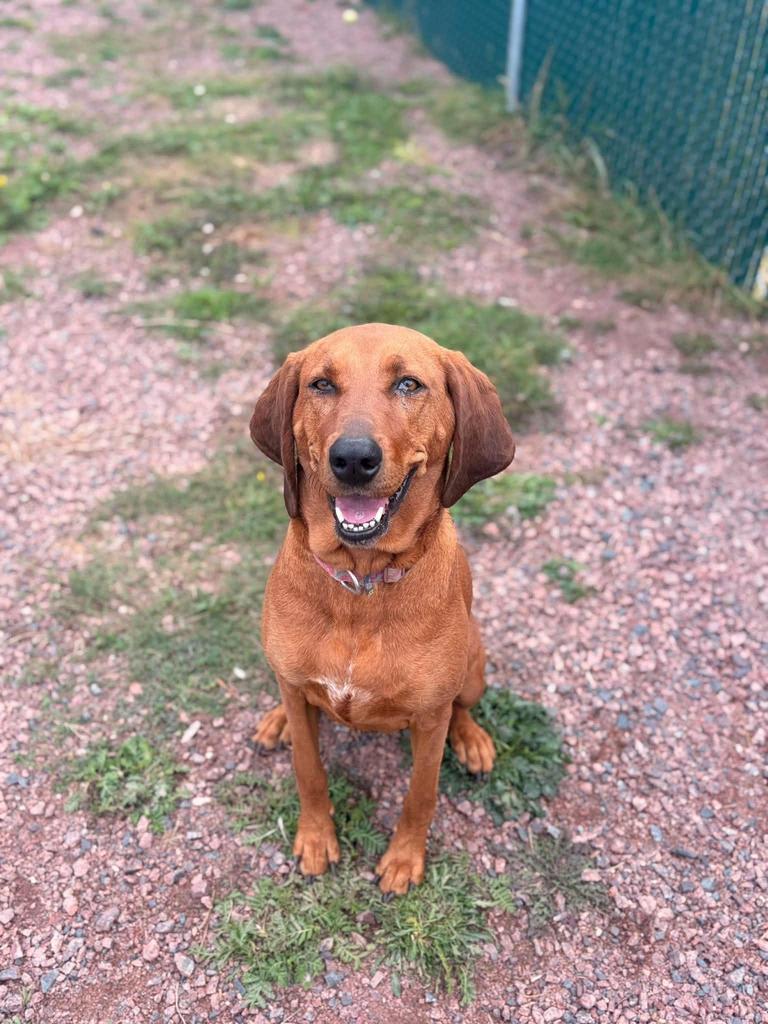 Enlarge Roo, a Adoptable mixed breed in Ashland, WI image 2/6