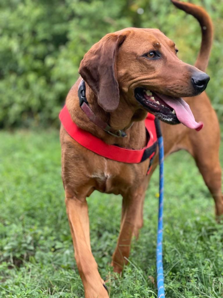 Enlarge Roo, a Adoptable mixed breed in Ashland, WI image 3/6