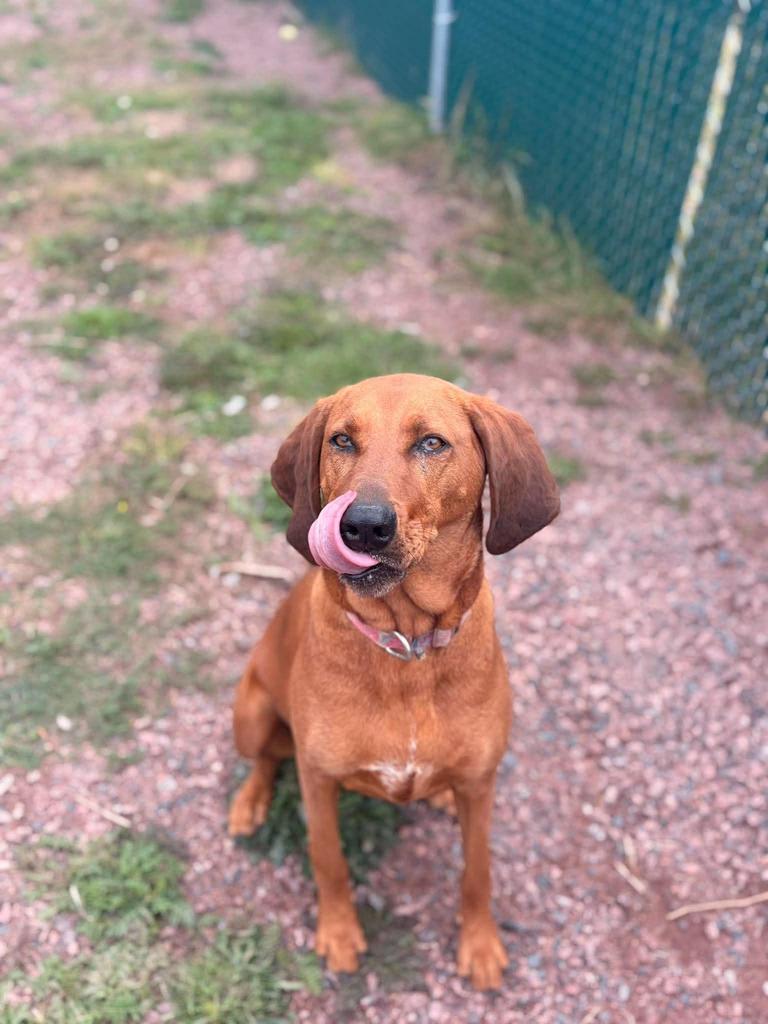 Enlarge Roo, a Adoptable mixed breed in Ashland, WI image 4/6