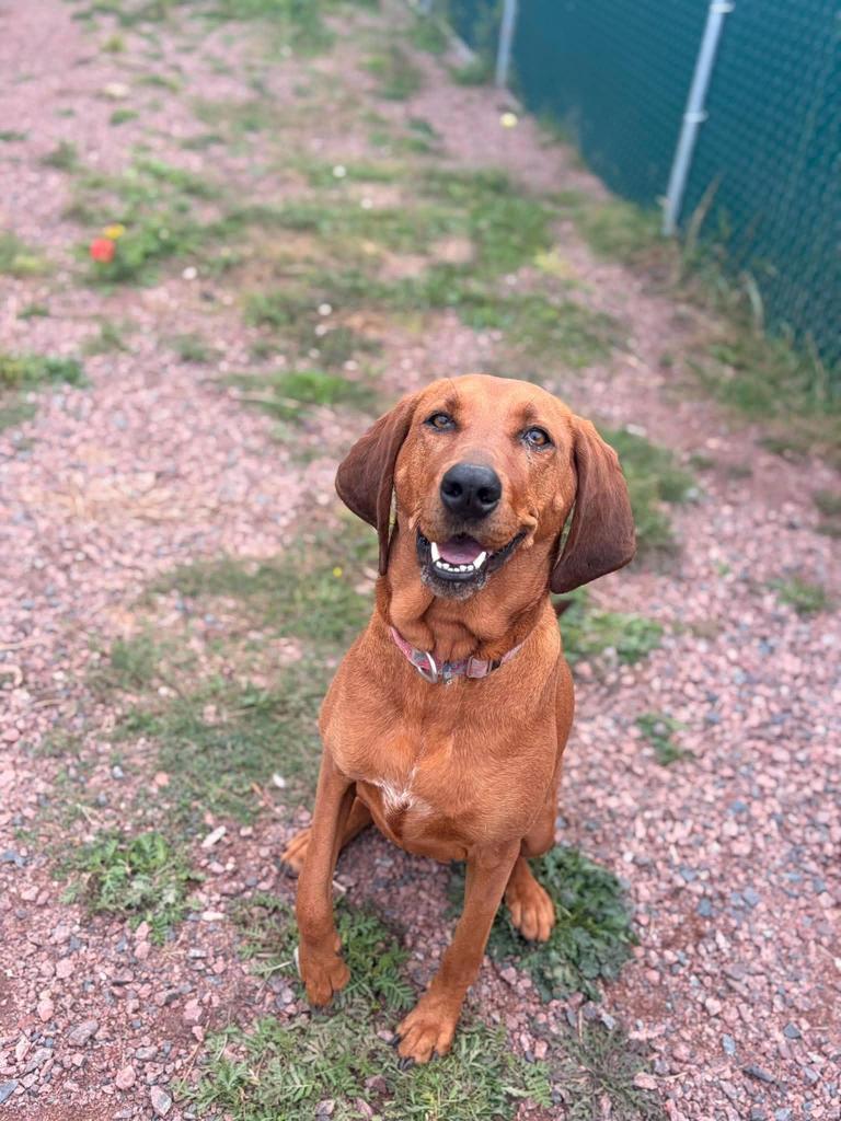 Enlarge Roo, a Adoptable mixed breed in Ashland, WI image 5/6