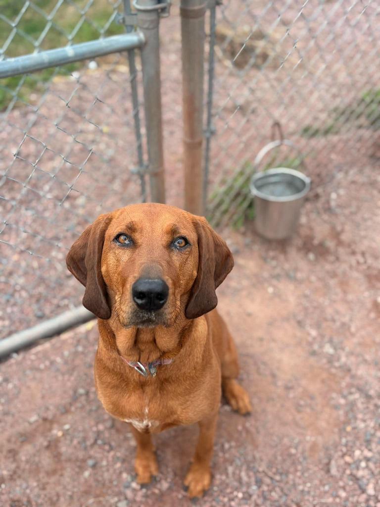 Enlarge Roo, a Adoptable mixed breed in Ashland, WI image 6/6