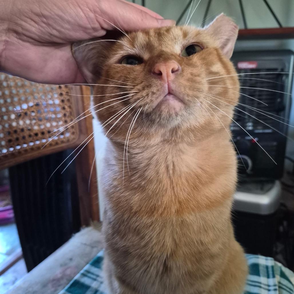 October "Toby", Adoptable, Adult Male Domestic Short Hair.