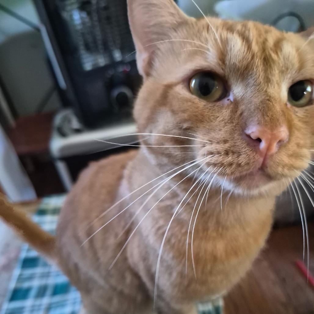 Enlarge October "Toby", a Adoptable Domestic Short Hair in Curtis Bay, MD image 2/4