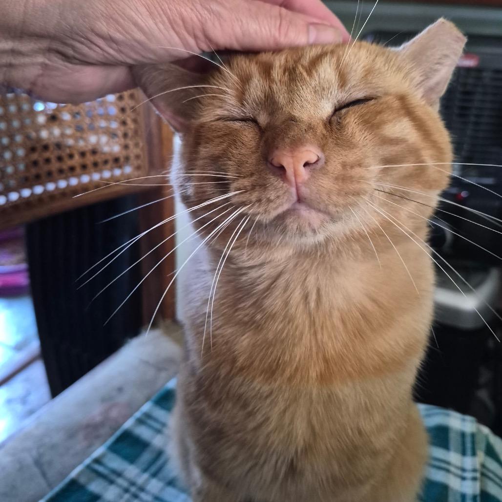 Enlarge October "Toby", a Adoptable Domestic Short Hair in Curtis Bay, MD image 3/4