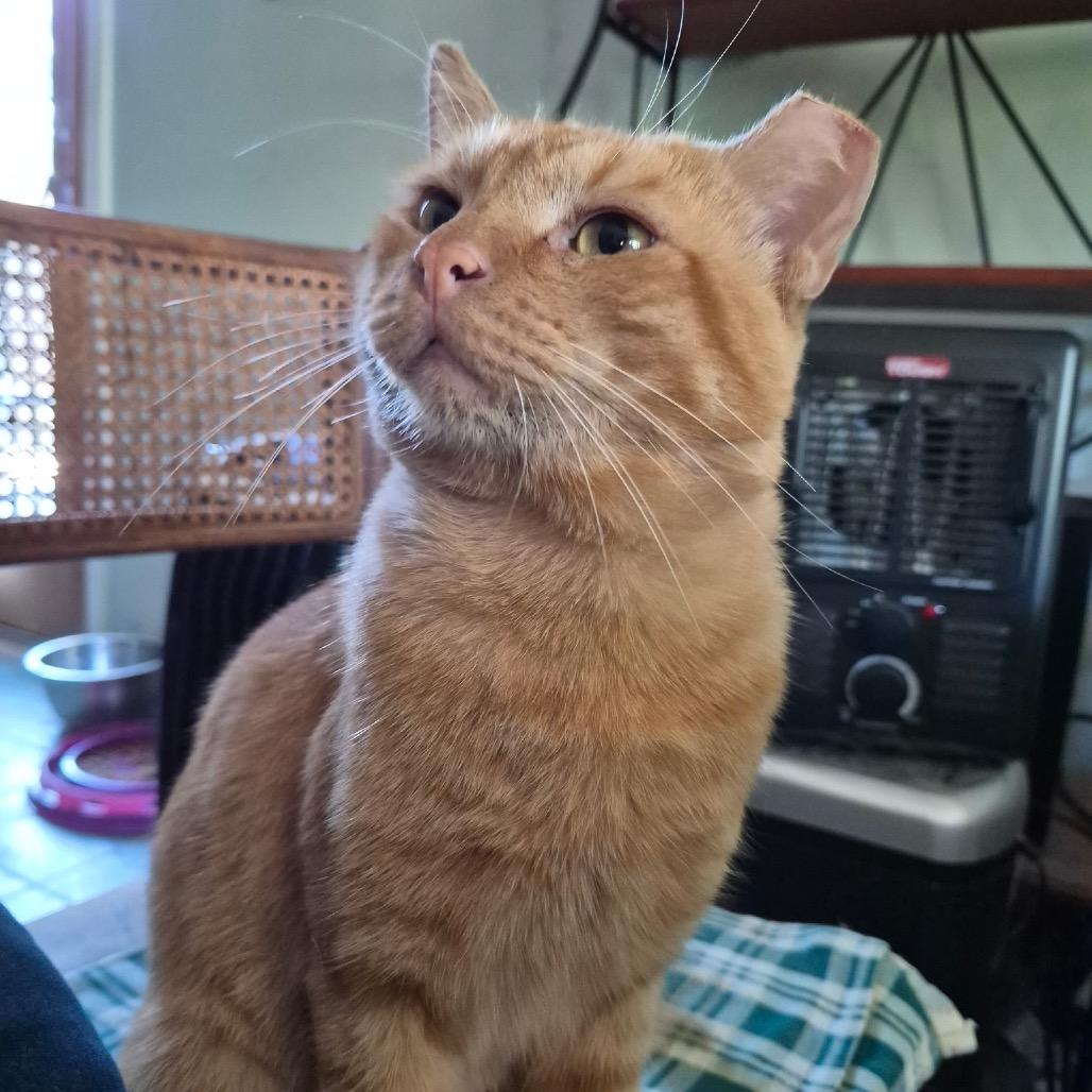 Enlarge October "Toby", a Adoptable Domestic Short Hair in Curtis Bay, MD image 4/4
