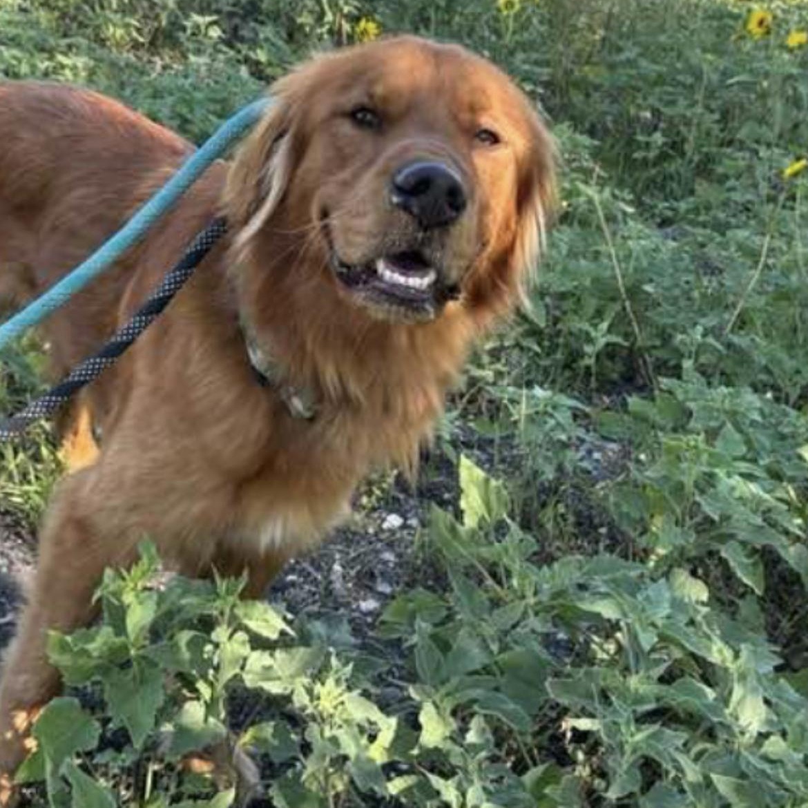 Golden boy, adopted, Young Male Labrador Retriever.