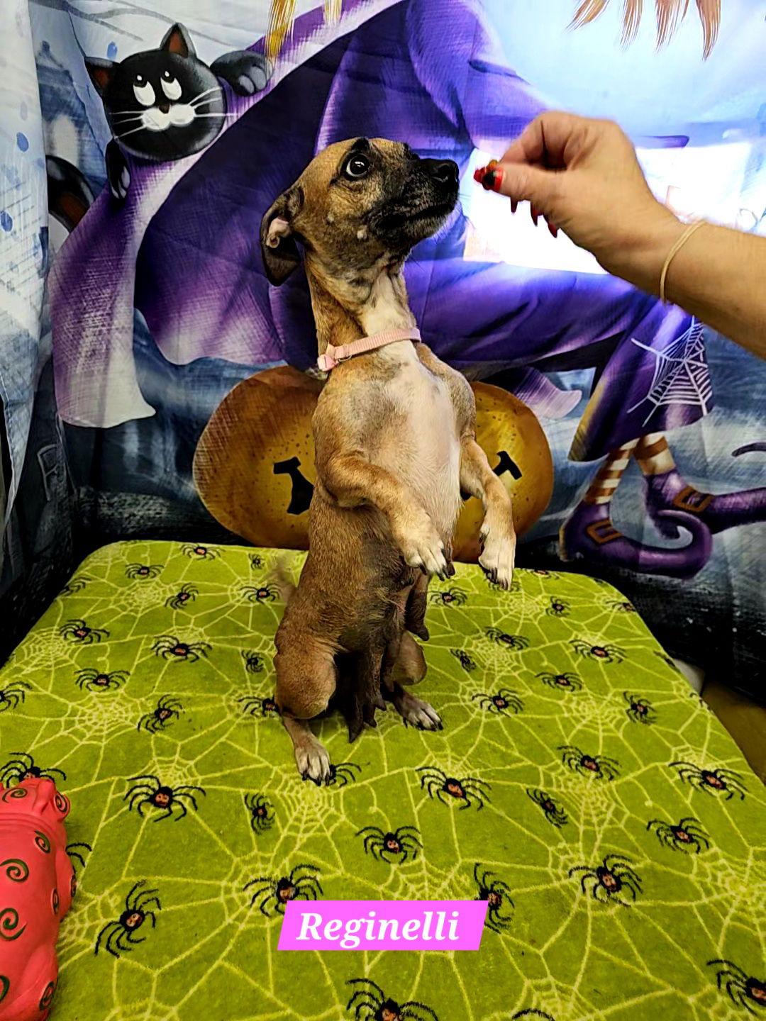 Reginelli, a Adoptable Rat Terrier in Metairie, LA image 1/2