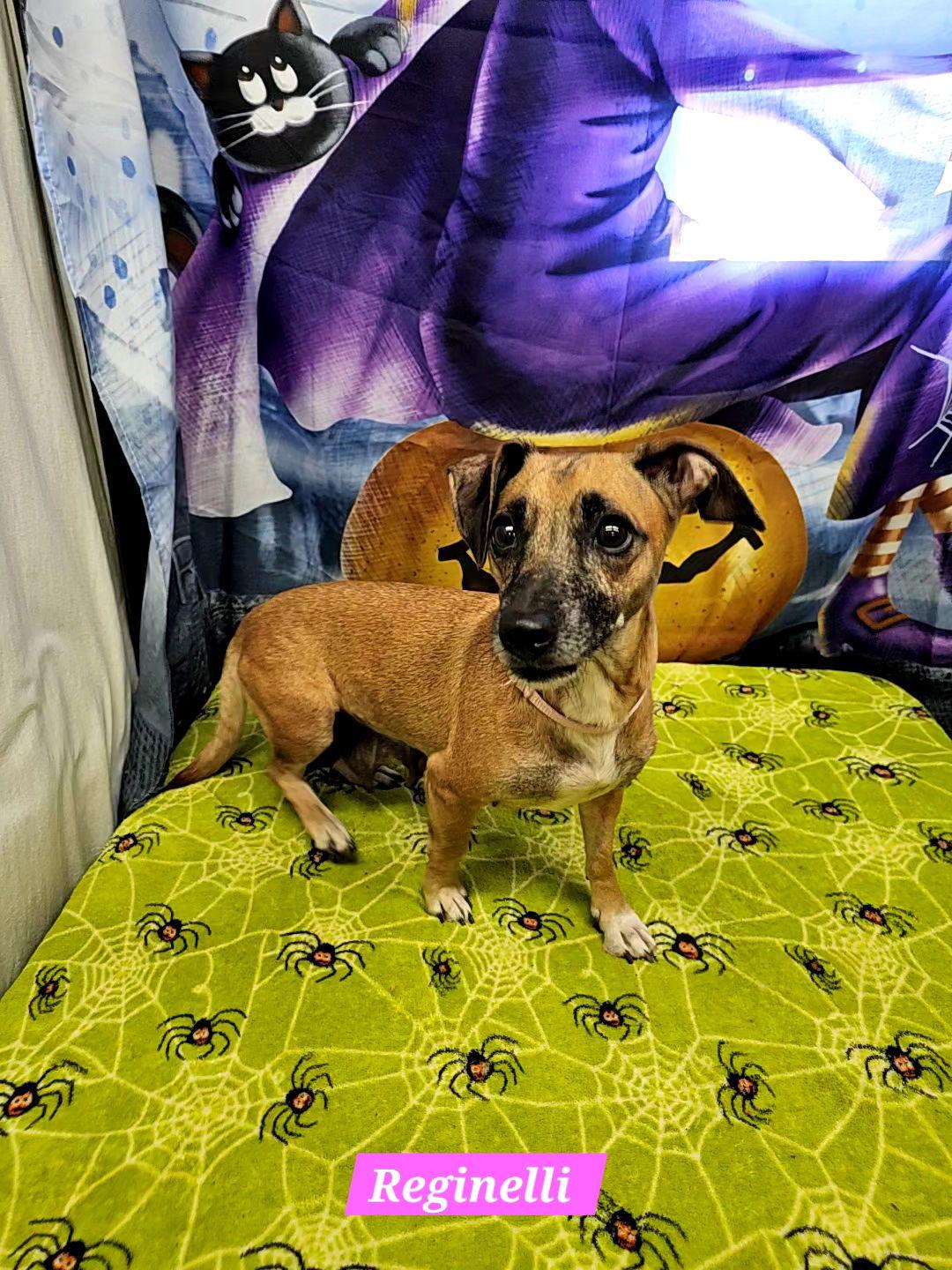 Reginelli, a Adoptable Rat Terrier in Metairie, LA image 2/2