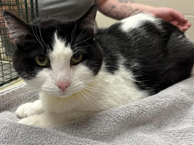 OTTO, Adoptable, Adult Male Domestic Short Hair.