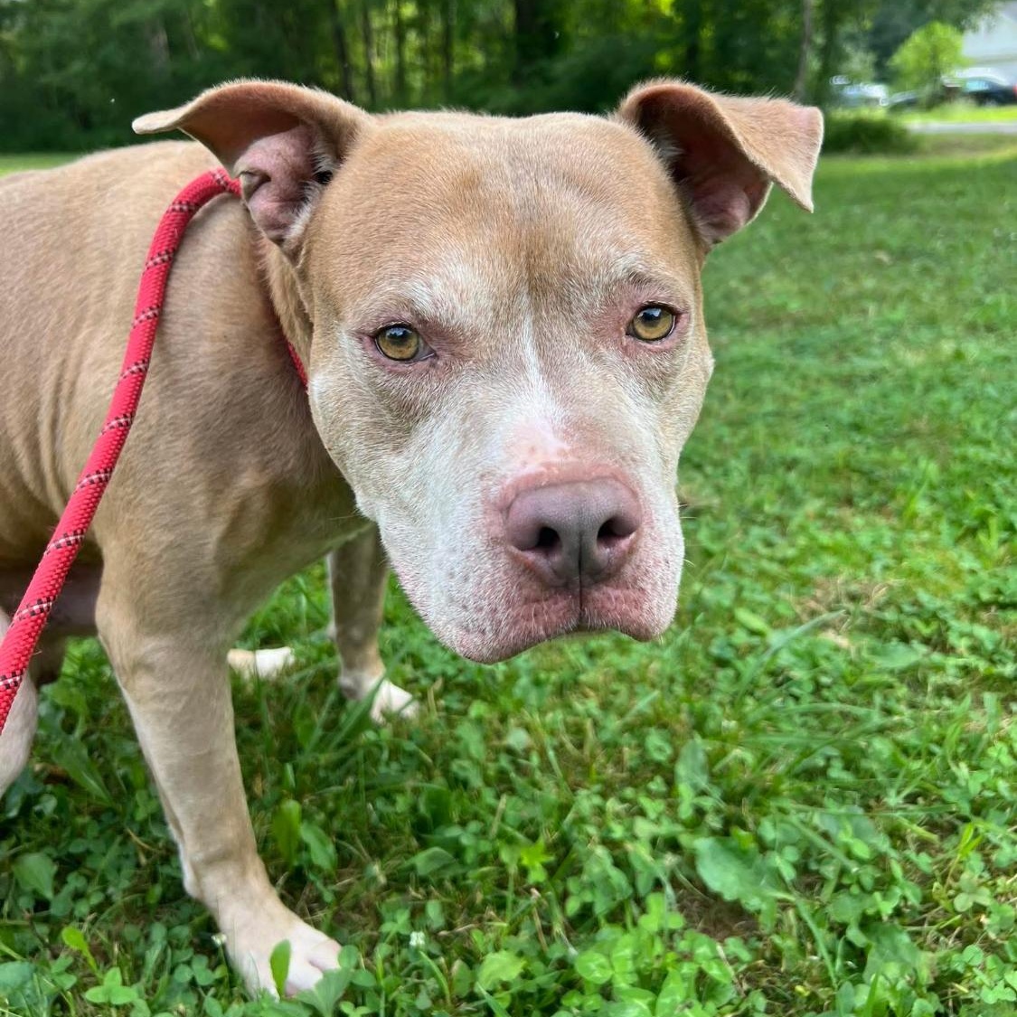 Watson, Adoptable, Adult Male Mixed Breed.