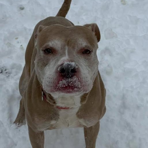 Watson, a Adoptable Mixed Breed in Warren, OH image 3/3