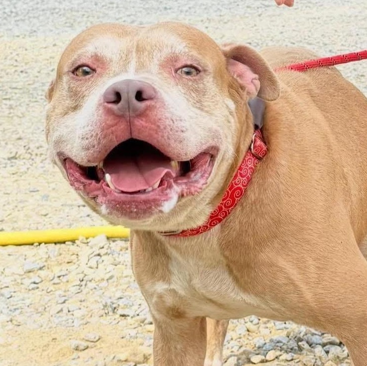 Watson, a Adoptable Mixed Breed in Warren, OH image 2/3