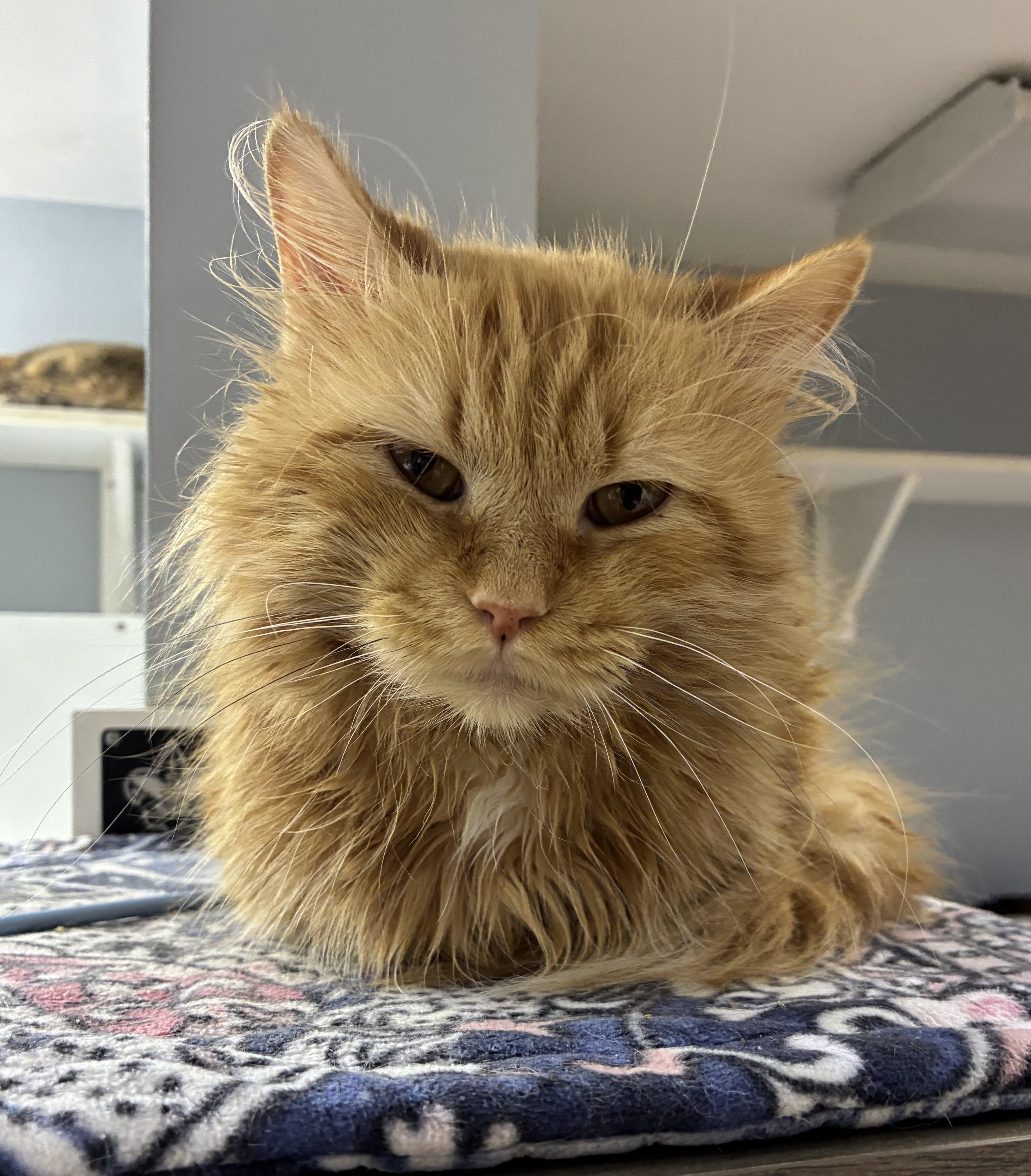 Purrcy, an adopted Domestic Medium Hair in Breinigsville, PA image 2/3