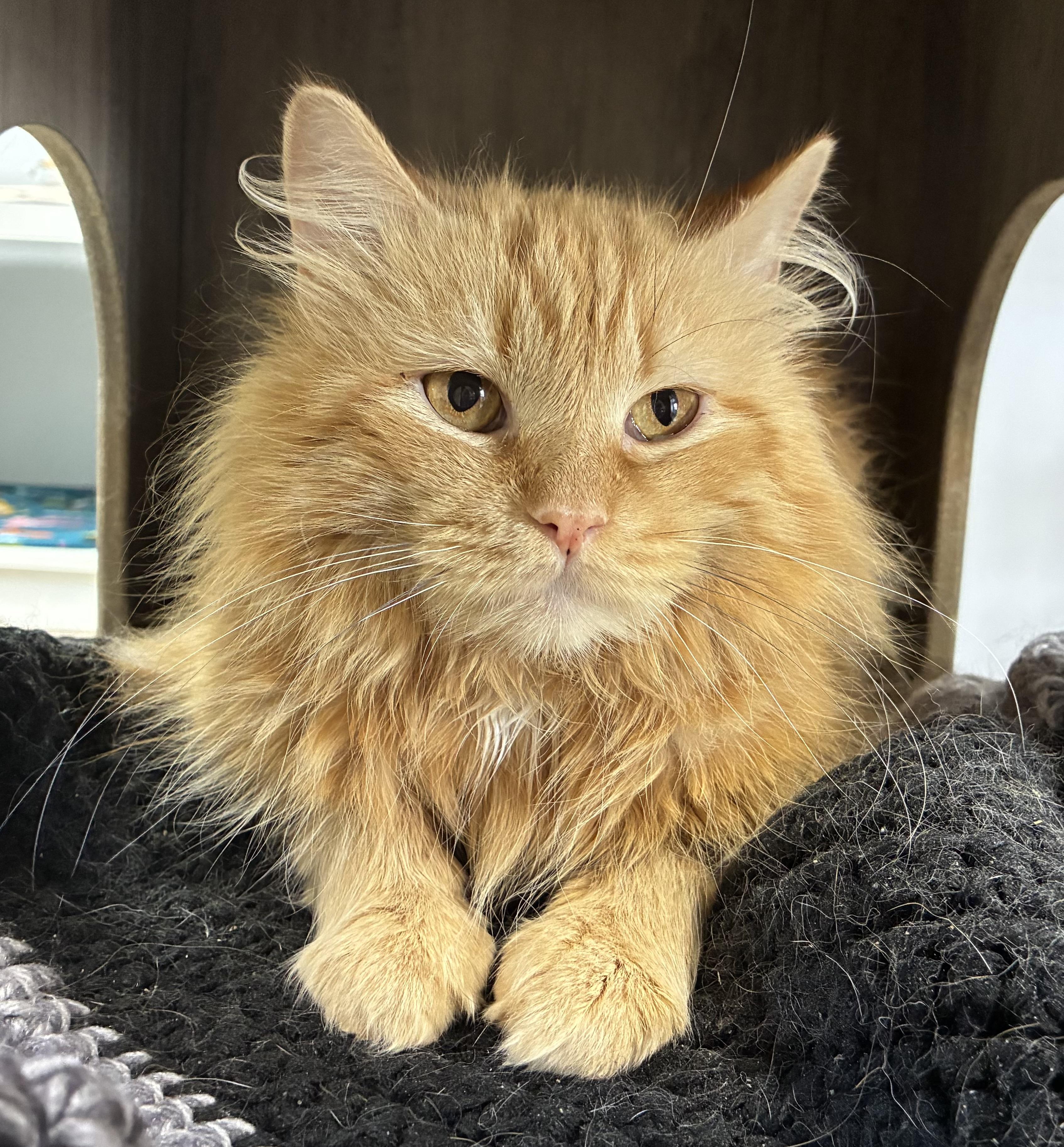Purrcy, adopted, Adult Male Domestic Medium Hair.