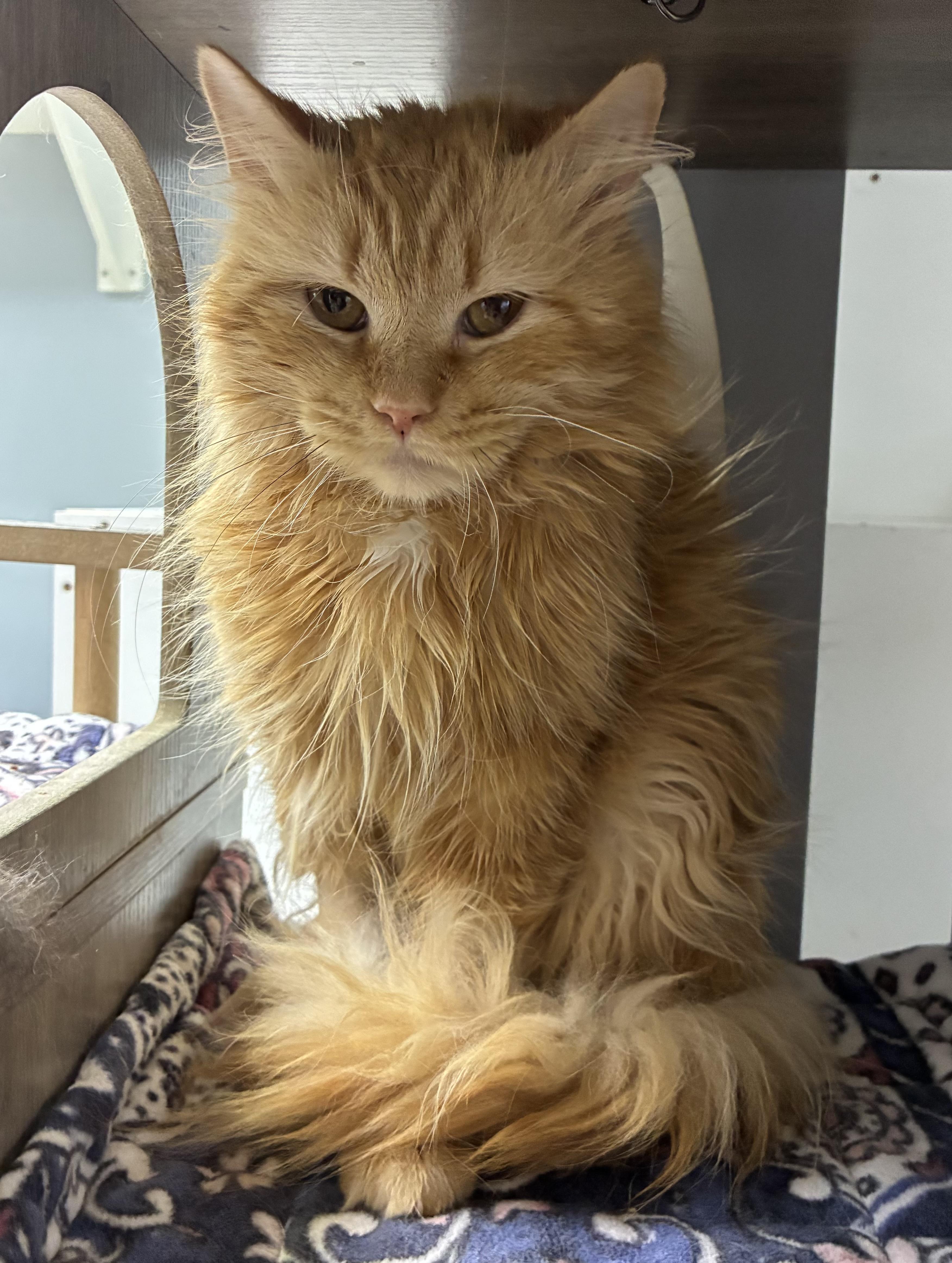 Purrcy, an adopted Domestic Medium Hair in Breinigsville, PA image 3/3