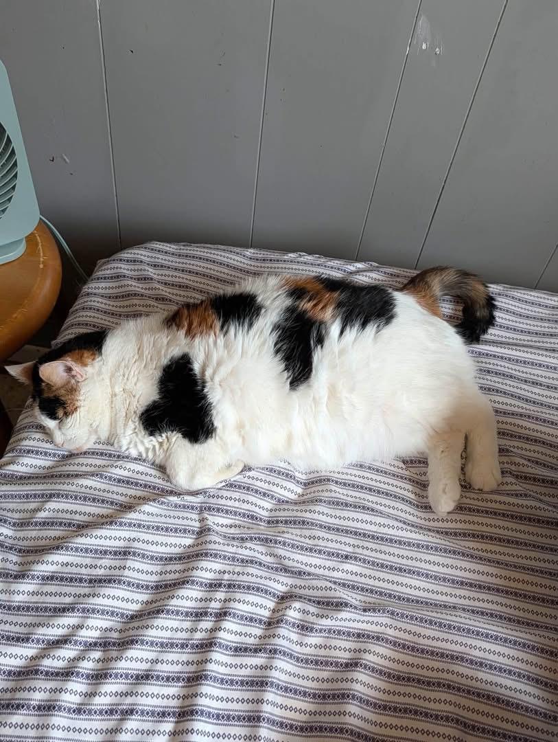 Nala, ADOPTABLE, Senior Female Domestic Short Hair.