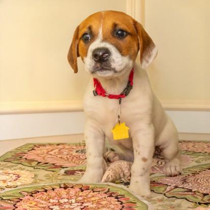 PLUTO, Adoptable, Puppy Male Great Pyrenees & Mixed Breed.