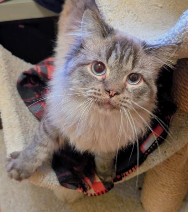 CHICAGO, ADOPTABLE, Young Male Siamese.