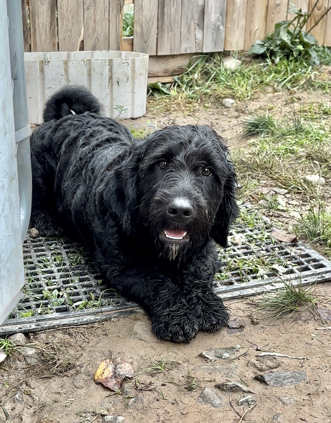 Bruce, a Adopted Labradoodle in Greentown, PA image 1/3