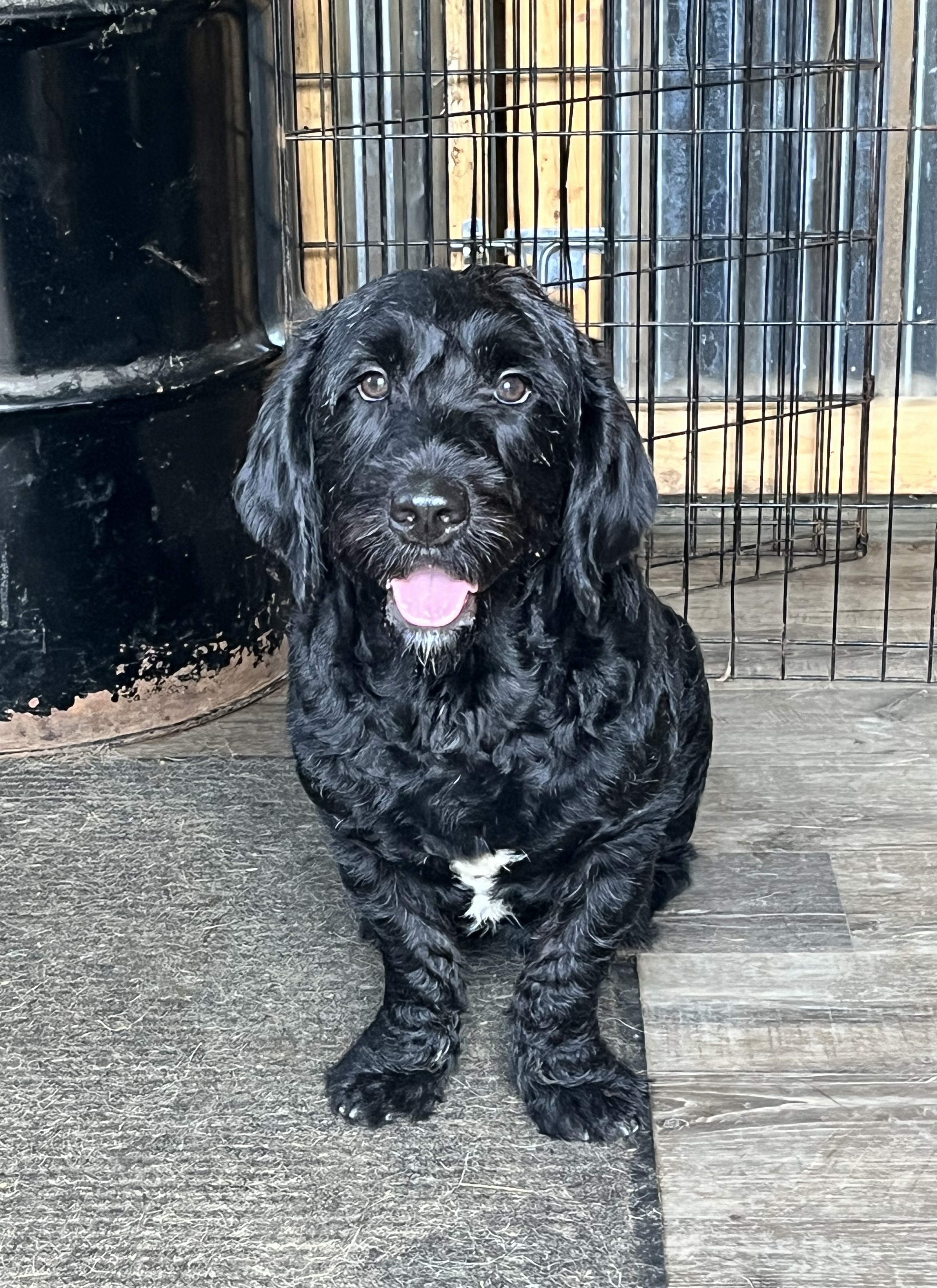 Bruce, a Adopted Labradoodle in Greentown, PA image 2/3