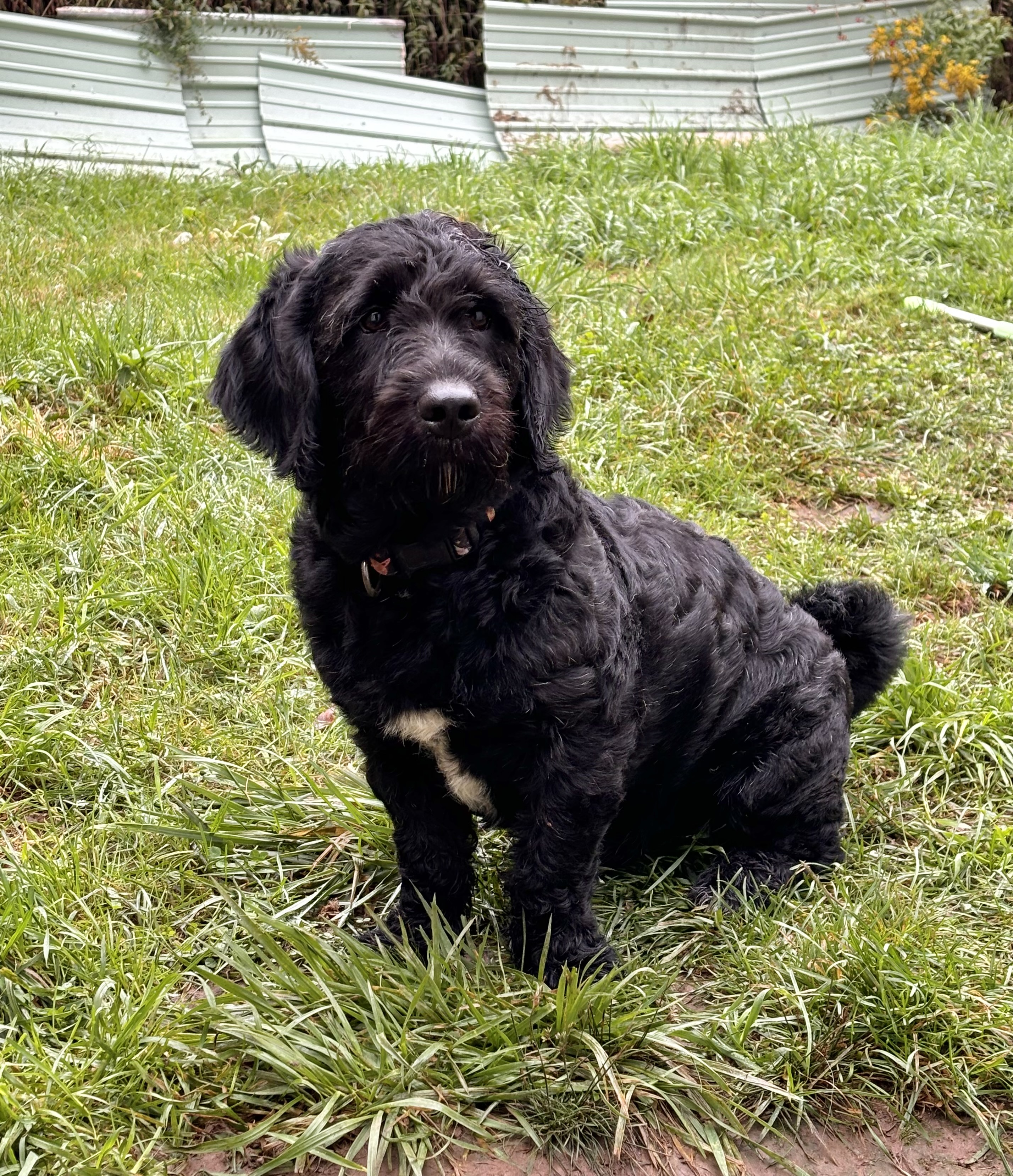 Bruce, Adopted, Young Male Labradoodle.