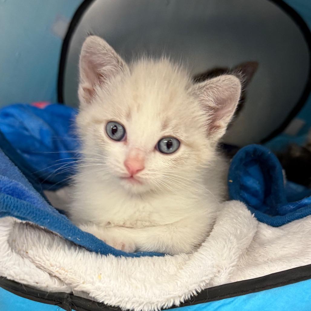 Enlarge Nagini, a Adoptable Domestic Short Hair in Mount Shasta, CA image 2/2
