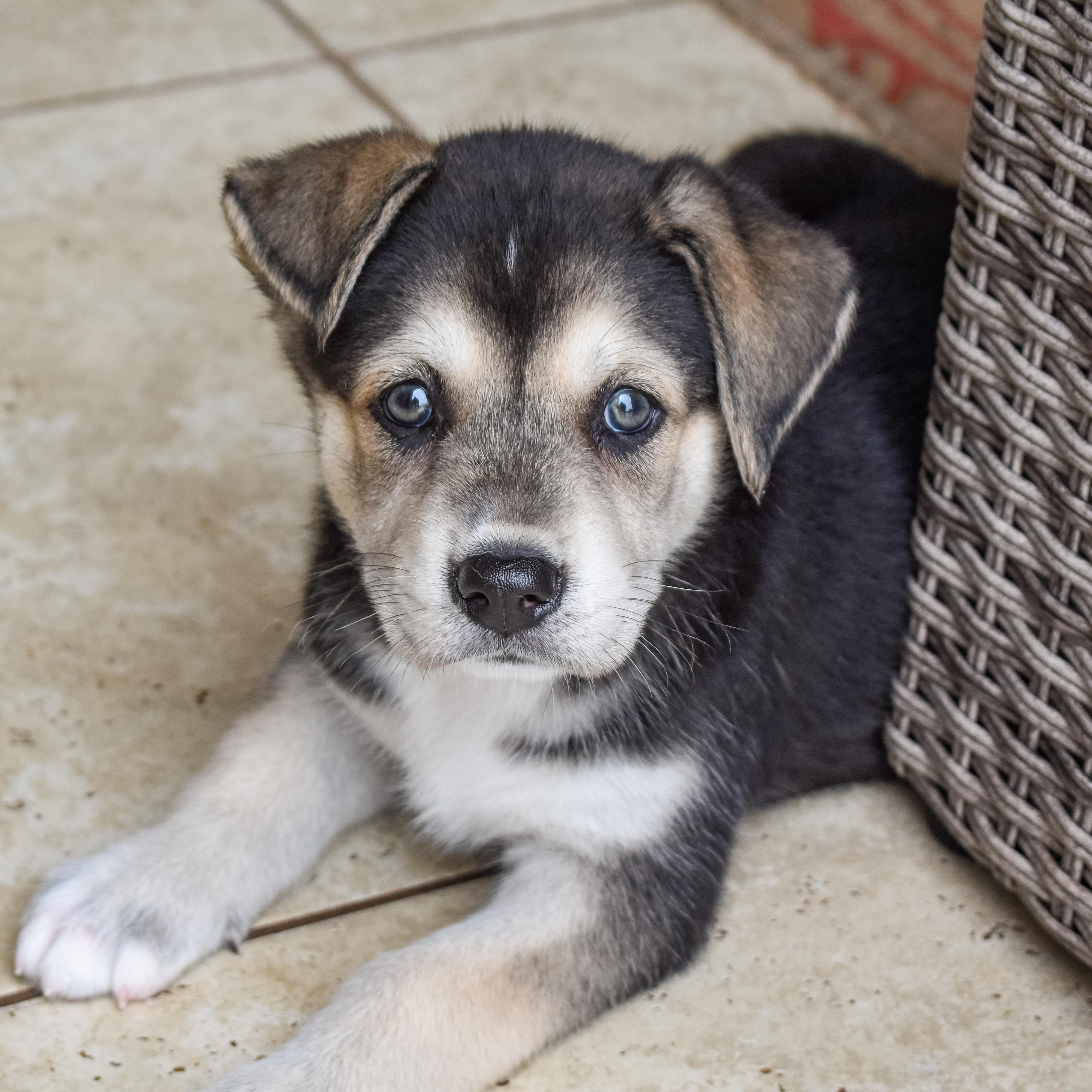 Asha