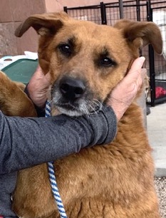 Enlarge Melvin, a Adoptable mixed breed in San Luis, CO image 2/4