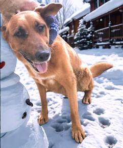 Melvin, Adoptable, Adult Male Australian Cattle Dog / Blue Heeler & German Shepherd Dog.
