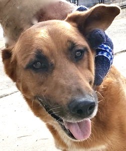 Melvin, an adoptable Australian Cattle Dog / Blue Heeler, German Shepherd Dog in San Luis, CO, 81152 | Photo Image 4