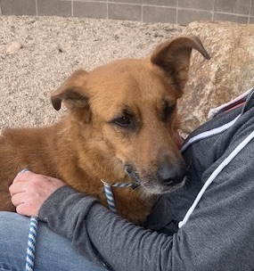 Enlarge Melvin, a Adoptable mixed breed in San Luis, CO image 4/4