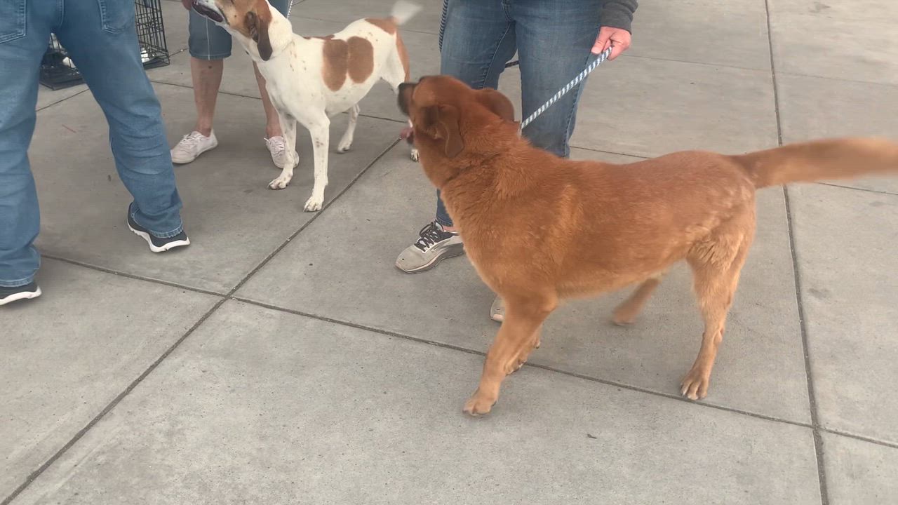 Enlarge Melvin, a Adoptable mixed breed in San Luis, CO video 3/4