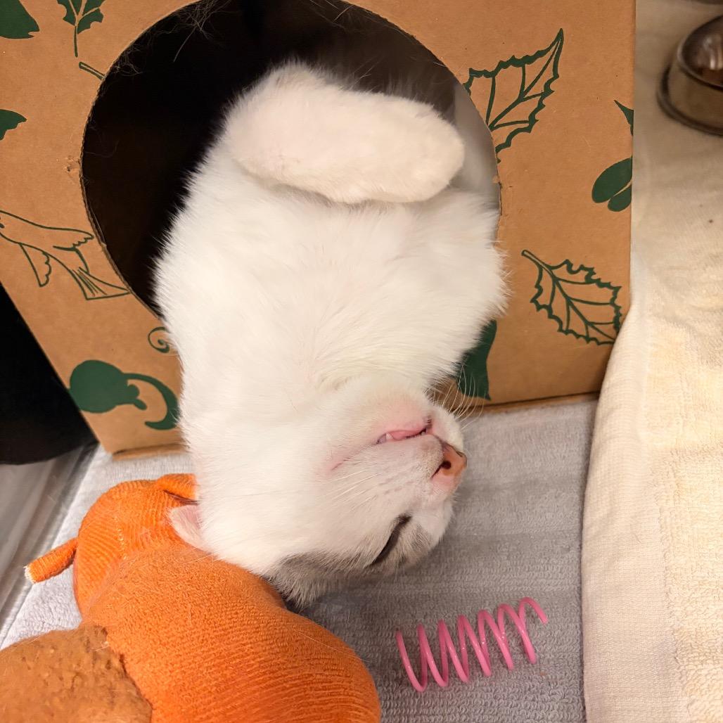 Enlarge Cesario-I'm in a foster home! Call to meet with me!, a Adoptable Domestic Short Hair in Bristol, IN image 1/5