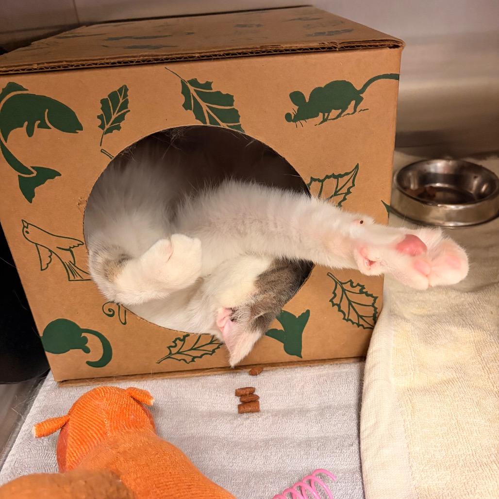 Enlarge Cesario-I'm in a foster home! Call to meet with me!, a Adoptable Domestic Short Hair in Bristol, IN image 3/5
