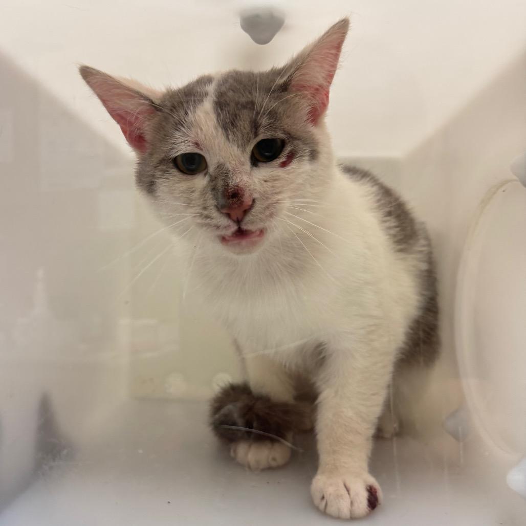 Enlarge Cesario, a Adoptable Domestic Short Hair in Bristol, IN image 1/2