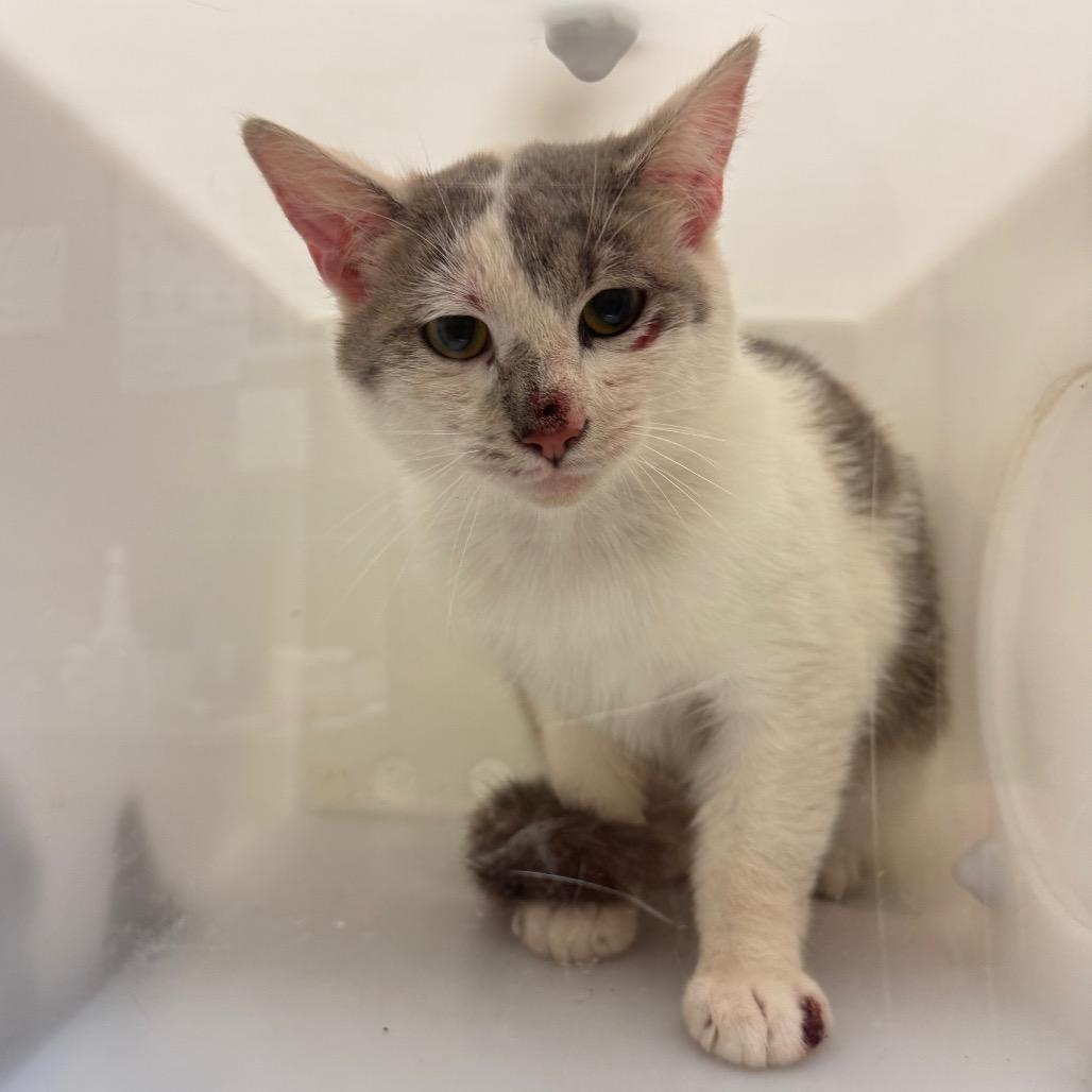 Enlarge Cesario, a Adoptable Domestic Short Hair in Bristol, IN image 2/2