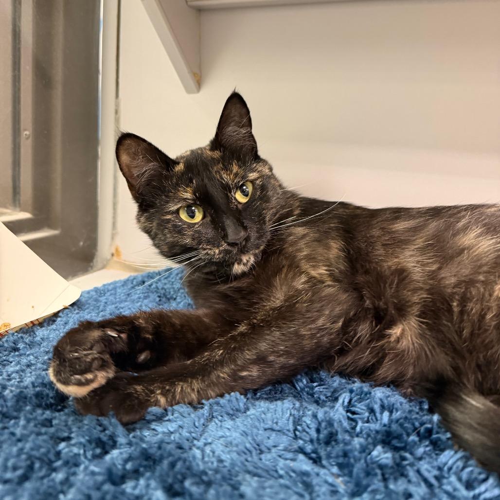 Milly, Adoptable, Young Female Domestic Short Hair.