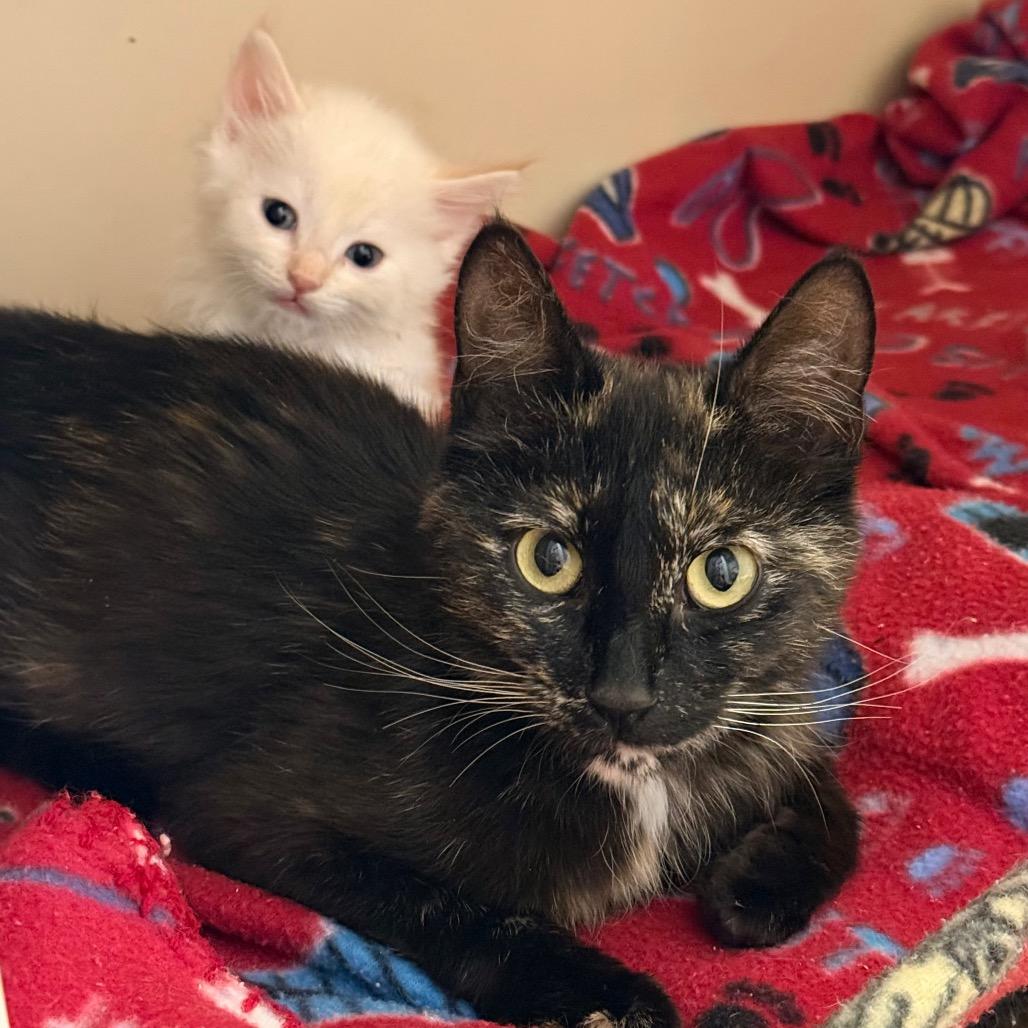 Enlarge Milly, a Adoptable Domestic Short Hair in Durango, CO image 2/5