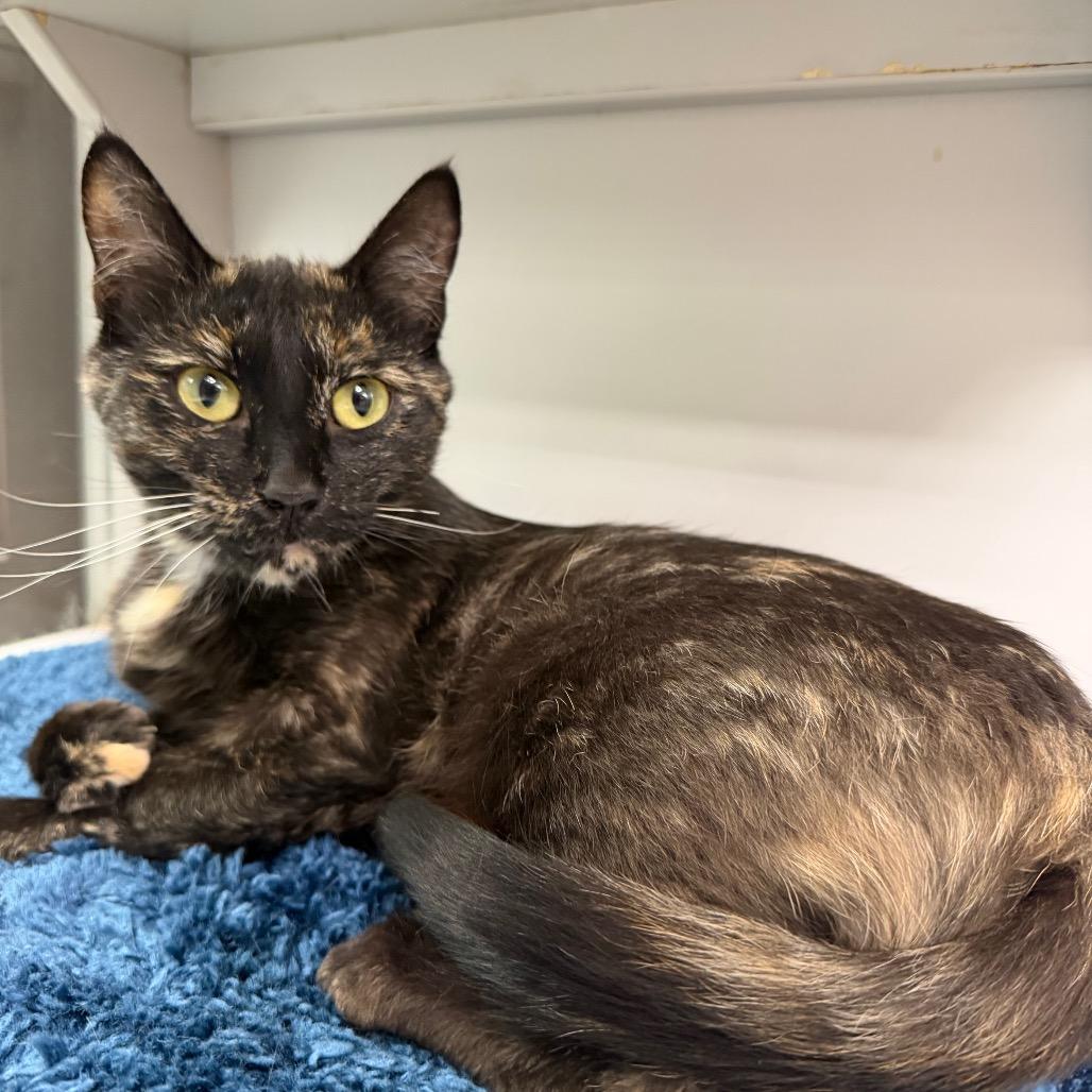 Enlarge Milly, a Adoptable Domestic Short Hair in Durango, CO image 3/5