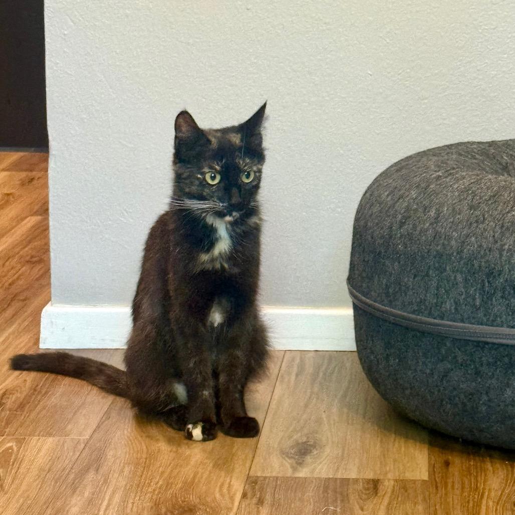Enlarge Milly, a Adoptable Domestic Short Hair in Durango, CO image 4/5