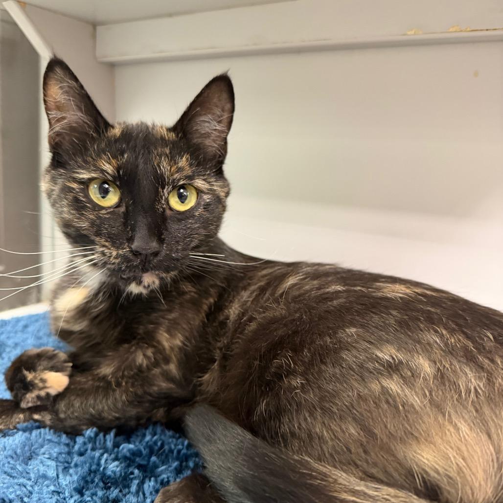 Enlarge Milly, a Adoptable Domestic Short Hair in Durango, CO image 5/5