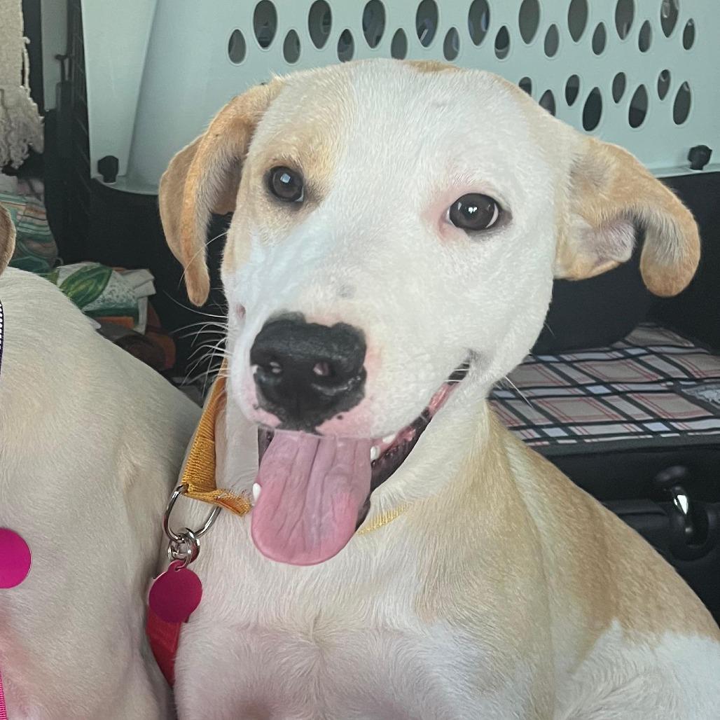 Tilly, Adoptable, Young Female Mixed Breed.
