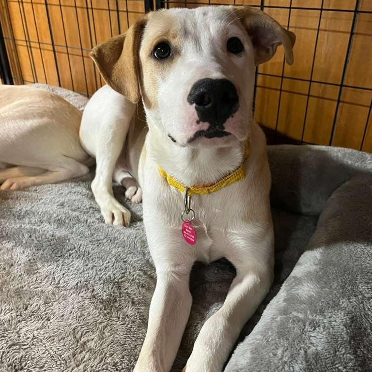 Enlarge Tilly, a Adoptable Mixed Breed in Merritt Island, FL image 2/4