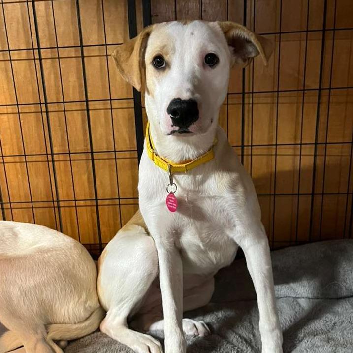 Enlarge Tilly, a Adoptable Mixed Breed in Merritt Island, FL image 3/4