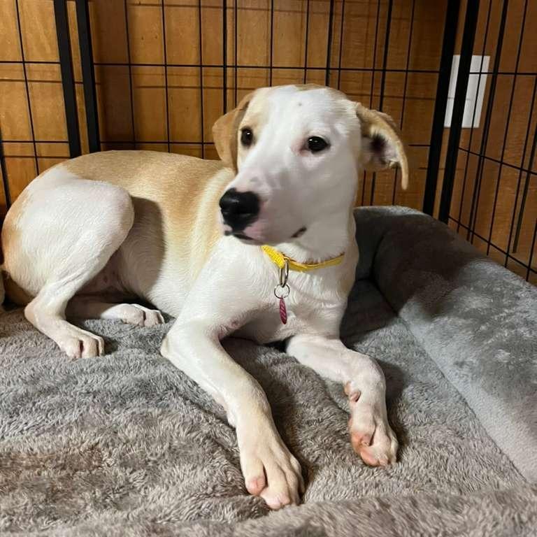 Enlarge Tilly, a Adoptable Mixed Breed in Merritt Island, FL image 4/4