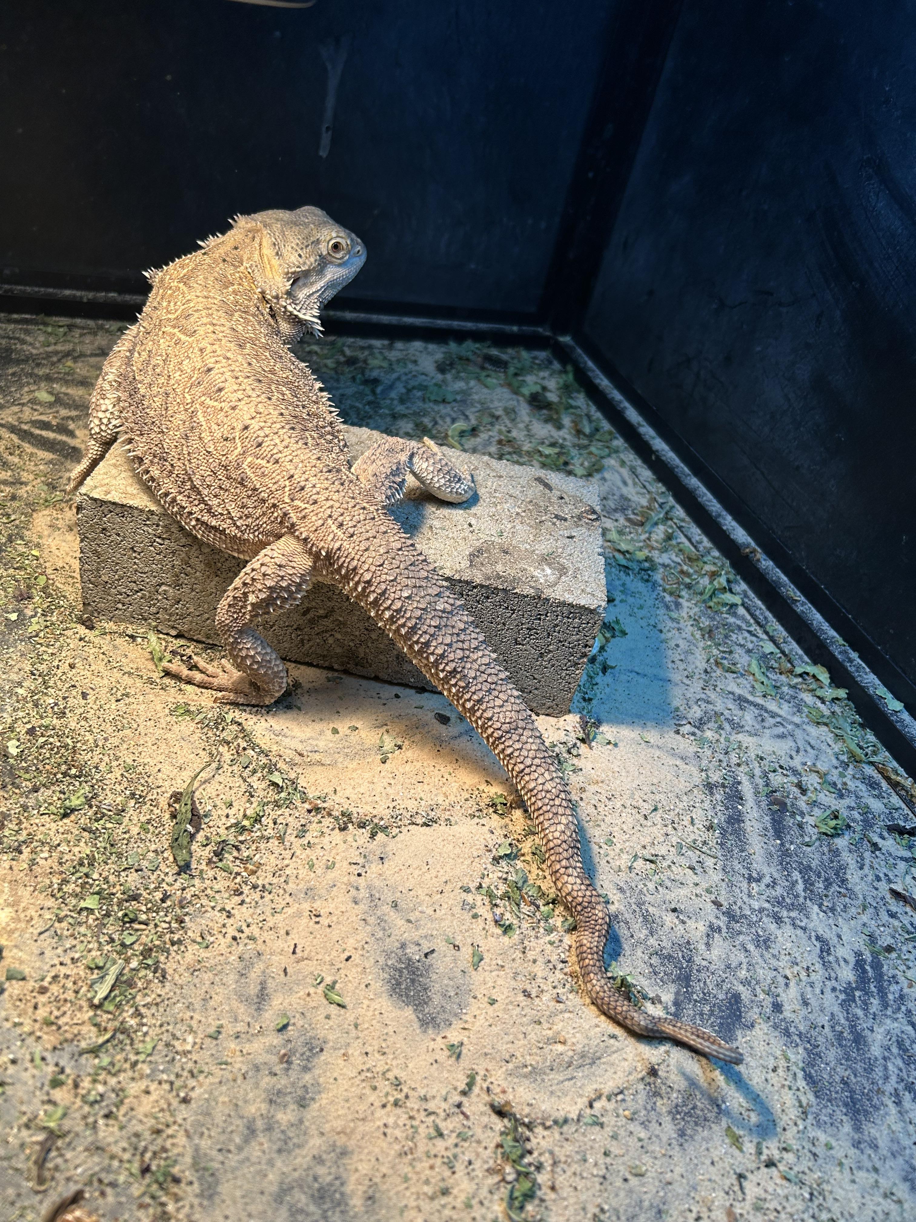 Daisy Bearded Dragon, a Adoptable Bearded Dragon in Concord, CA image 1/2
