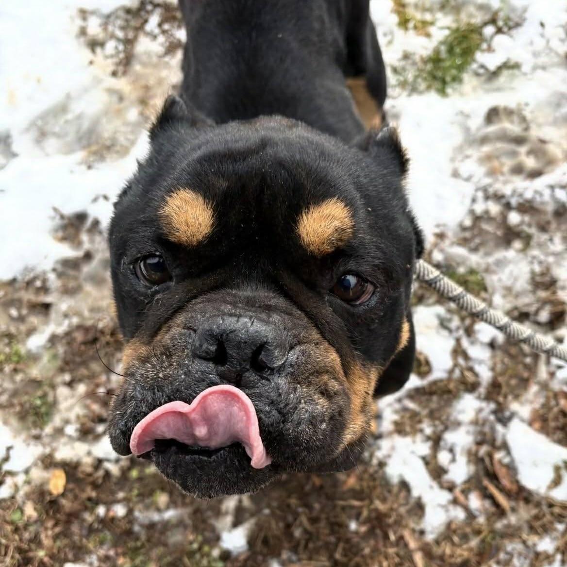 Enlarge Beaumont (20260301-02), an adopted mixed breed in Niagara on the Lake, ON image 5/5