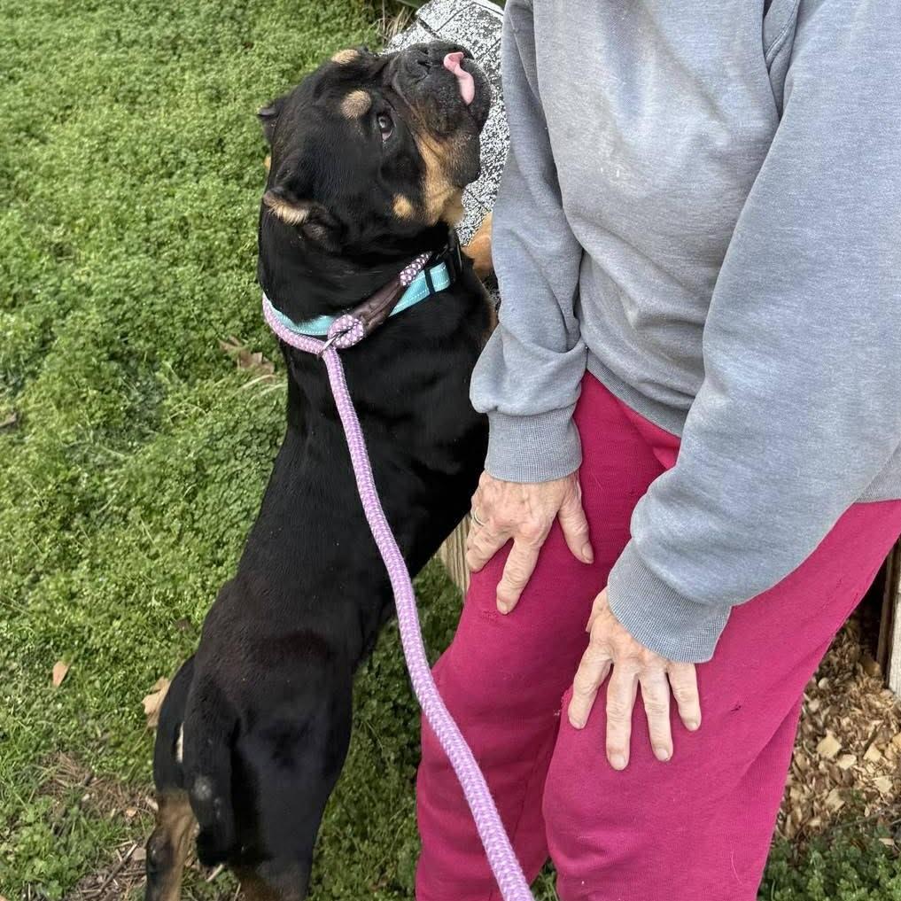 Enlarge Beaumont (20260301-02), an adopted mixed breed in Niagara on the Lake, ON image 3/5