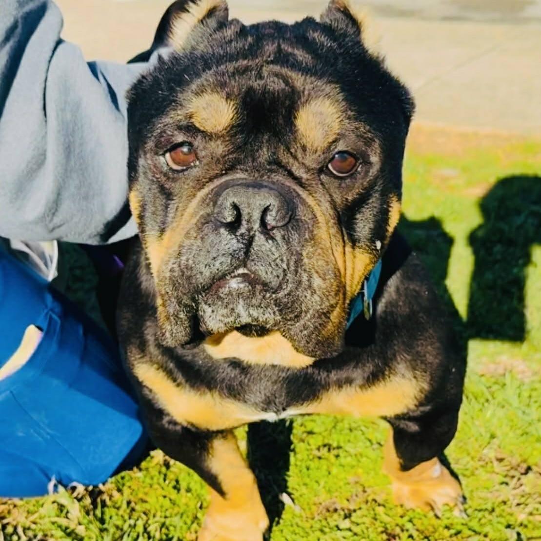 Enlarge Beaumont (20260301-02), an adopted mixed breed in Niagara on the Lake, ON image 4/5